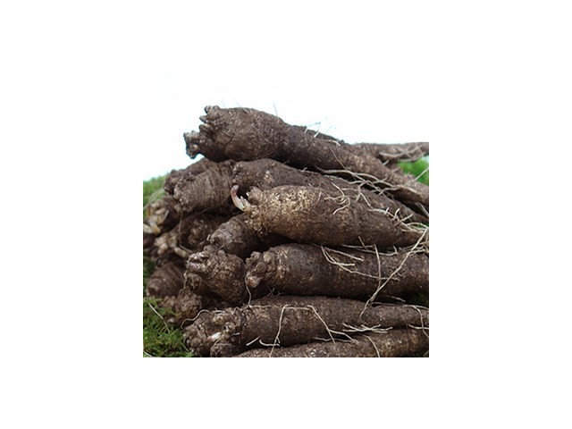 담금용더덕 추천 TOP10 쇼핑 정보 정리